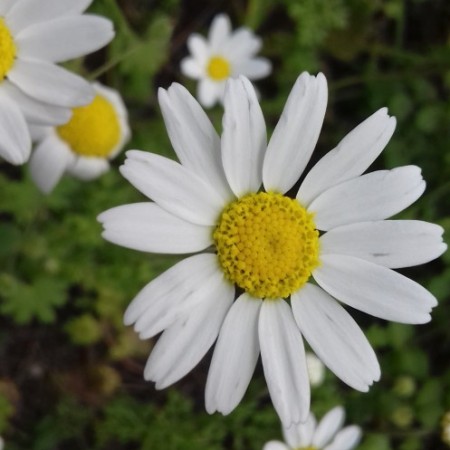 Εικόνα προφίλ του/της Λυδία Δραχτίδου