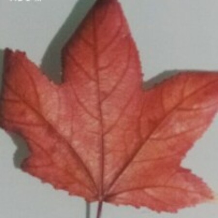 Εικόνα προφίλ του/της Φρειδερίκη Κουλοσουσα