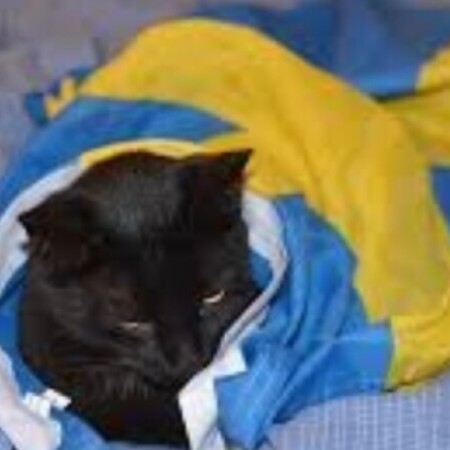 Εικόνα προφίλ του/της Alexandros Fragkoulis