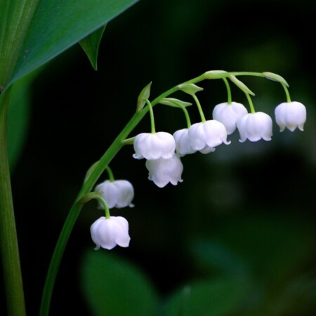 Εικόνα προφίλ του/της Θέγια Μίχου