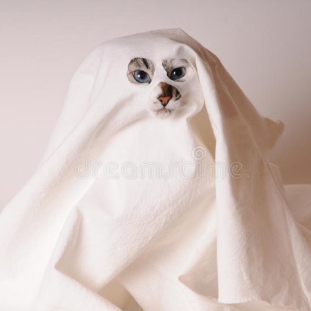 Εικόνα προφίλ του/της ΕΛΕΝΑ ΦΕΒΟΡ ΟΜΠΙ