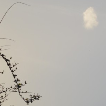 Εικόνα προφίλ του/της ΧΑΡΙΚΛΕΙΑ ΚΑΪΜΑΚΗ